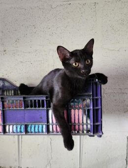 Shaggy; junger, schwarzer Kater - Geilenkirchen