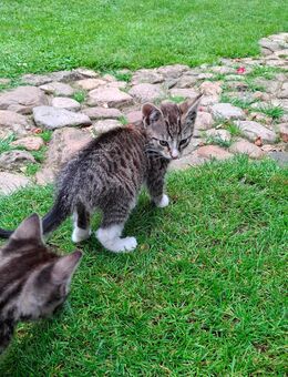 Kitten suchen ab Ende Juli neues zu Hause - Bienenbüttel