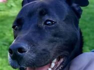 Vili-SI, Herzensbrecher sucht Familie! - Neustadt (Rübenberge)