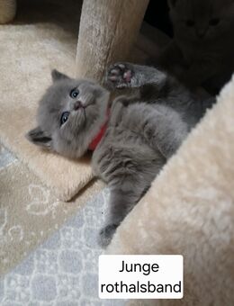 Reinrassig Bkh Kitten.3 kitten frei. - Wittlich