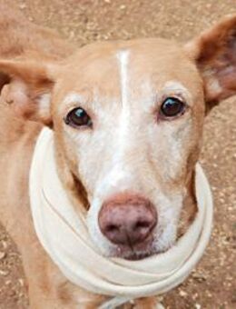 Sicilia hofft - Bad Vilbel