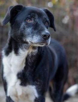 schüchterner, wunderschöner Negry - Kallmünz