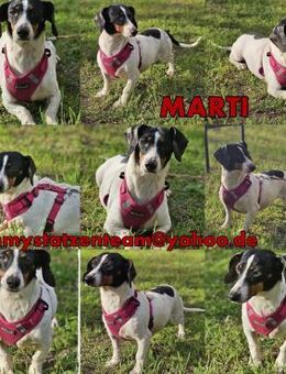 Marti ist agil und gelehrig - Schafflund