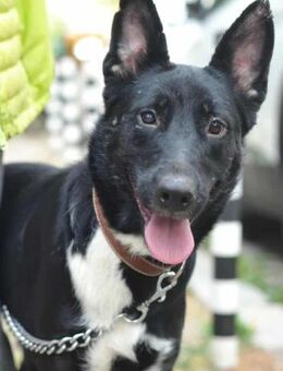 Zara sucht ihre Familie - Berlin