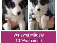 Australian shepherd Welpen - Marl (Nordrhein-Westfalen)