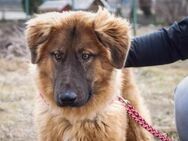 Juno sucht eine geduldige Familie - München