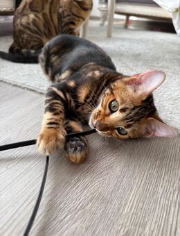 Bengal Katzenbabys suchen ein liebevolles Zuhause - Nieder-Olm