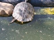 Drei Wasserschildkröten - Löbichau