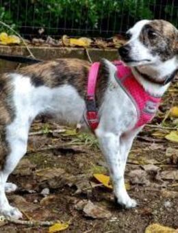 Stella❤️ das kleine Sternchen auf Erden - Fahrenzhausen