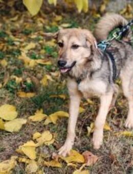 Pippa - kleine Schönheit - Berlin