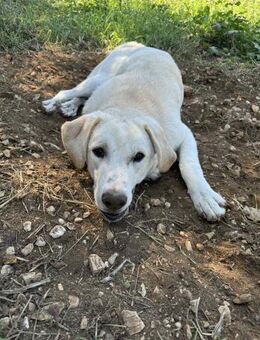 Whity Mix Rüde ca. 10 Monate alt in GR - Reutlingen