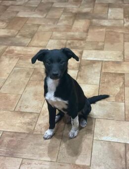 Coper 💜💜💜 offen und verträglich - Herxheim (Landau)