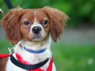 Viento - Zuhause gesucht - Dringend - Duisburg