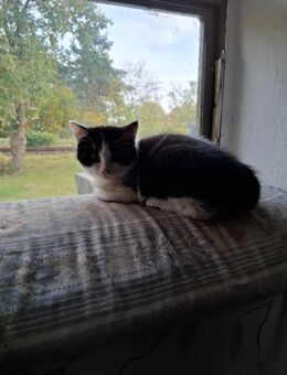 Kitten mix BKH Schwarz weiss gecheckter Kater abgabebereit - Haßbergen