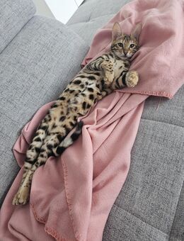 Bengalische katze - Troisdorf Zentrum
