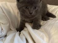 Der letzte süße BKH Kitten Kater sucht ab Mitte Juli ein neues zu Hause! - Halle (Saale)
