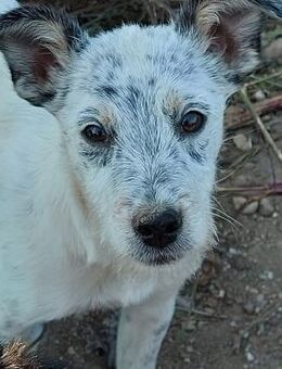 Buster - Rotenburg (Fulda)