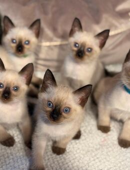 Siam Kitten 3Jungs und 1 Mädchen - Rostock Brinckmansdorf