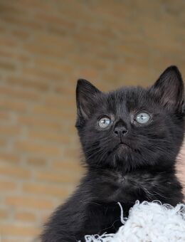 Katzen Babys - Schwarzenbek Zentrum