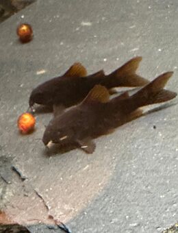 Corydoras Venezuela black NZ - Bottrop Zentrum