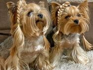 Yorkshire Terrier Rüde - Leinefelde-Worbis Leinefelde