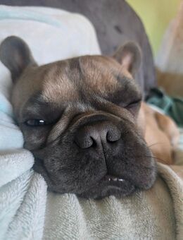 Französische Bulldogge Deckrüde - Stendal (Hansestadt)