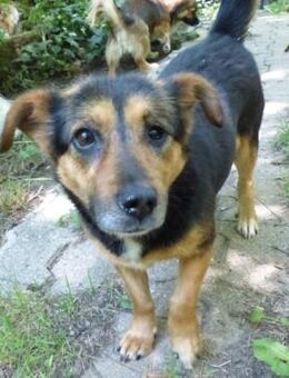 Kleine Klara sucht liebevolles Zuhause - Sehnde