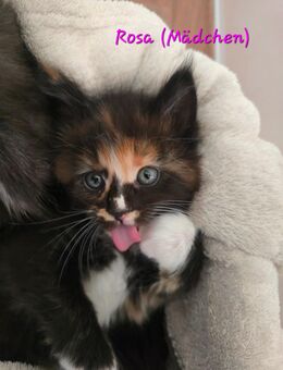Maine coon Kitten - Pirmasens Zentrum