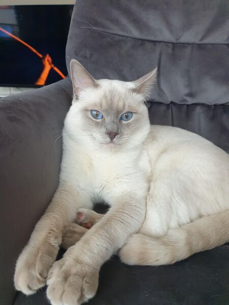 Deckkater Siam Lilac Point - Kronau