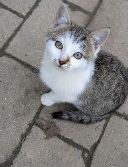 Katzenbaby - Scharbeutz