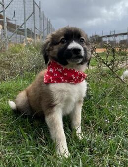 Betty - aufgeweckt und neugierig - Heppenheim (Bergstraße)