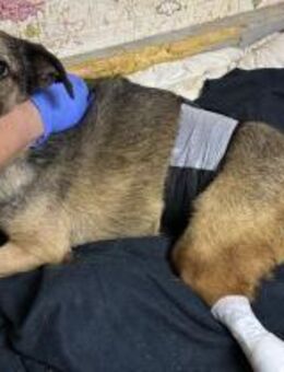 Maxi - sucht ein Herz & ein Zuhause - Schlitz