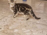 Kitten, katzenbabys - Osthofen