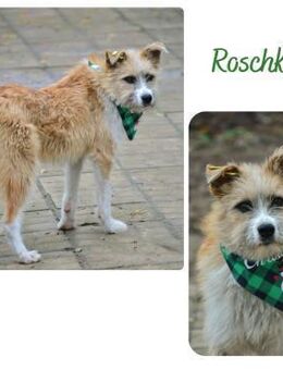 Roschko - Wendelstein