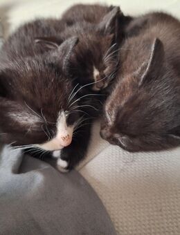 Süße Katzenbabys suchen neues Zuhause - Mönchengladbach