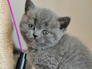 BKH Britische Kurzhaar Kitten - Rheinzabern