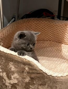 Bkh kitte eine junge freu - Nordhausen Petersdorf