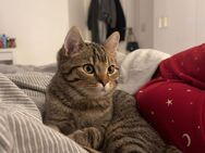 Bkh Kater - Reinbek
