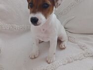 Jack Russell Terrier Welpen weiblich - Osterburg (Altmark)