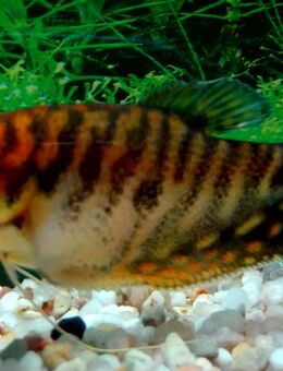 Fadenfisch gold - Hohenroth