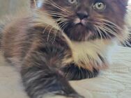 Maine Coon Kater sucht ein Zuhause - Duisburg