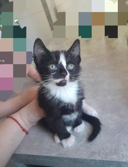 Baby katze zuverkaufen - Berlin Neukölln