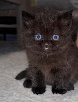 Süße Britisch-Kätzchen - Ginsheim-Gustavsburg