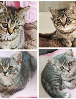 BKH Kitten Junge und Mädchen - Wuppertal