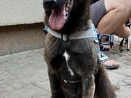 Ghinda - Gnadenbrotplatz gesucht - Weilheim (Oberbayern)
