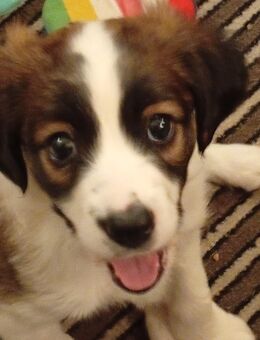 Bordercollie Mix Welpe - Mainz Zentrum