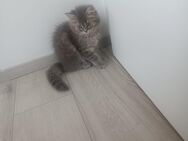 Katzen BLH//BKH Kitten zu verkaufen - Ebersbach (Fils) Zentrum