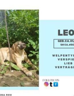Leon - liebenswerter Welpe - Rambin