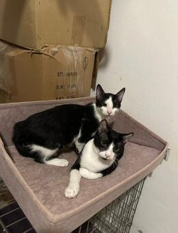 Tom und Timmy aus dem Tierschutz - Grevenbroich