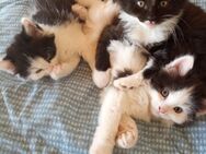 Maincoon mix kittens suchen neues zu Hause - Gornhausen